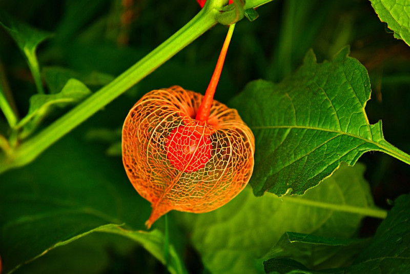 lampionplant (Physalis alkekengi)